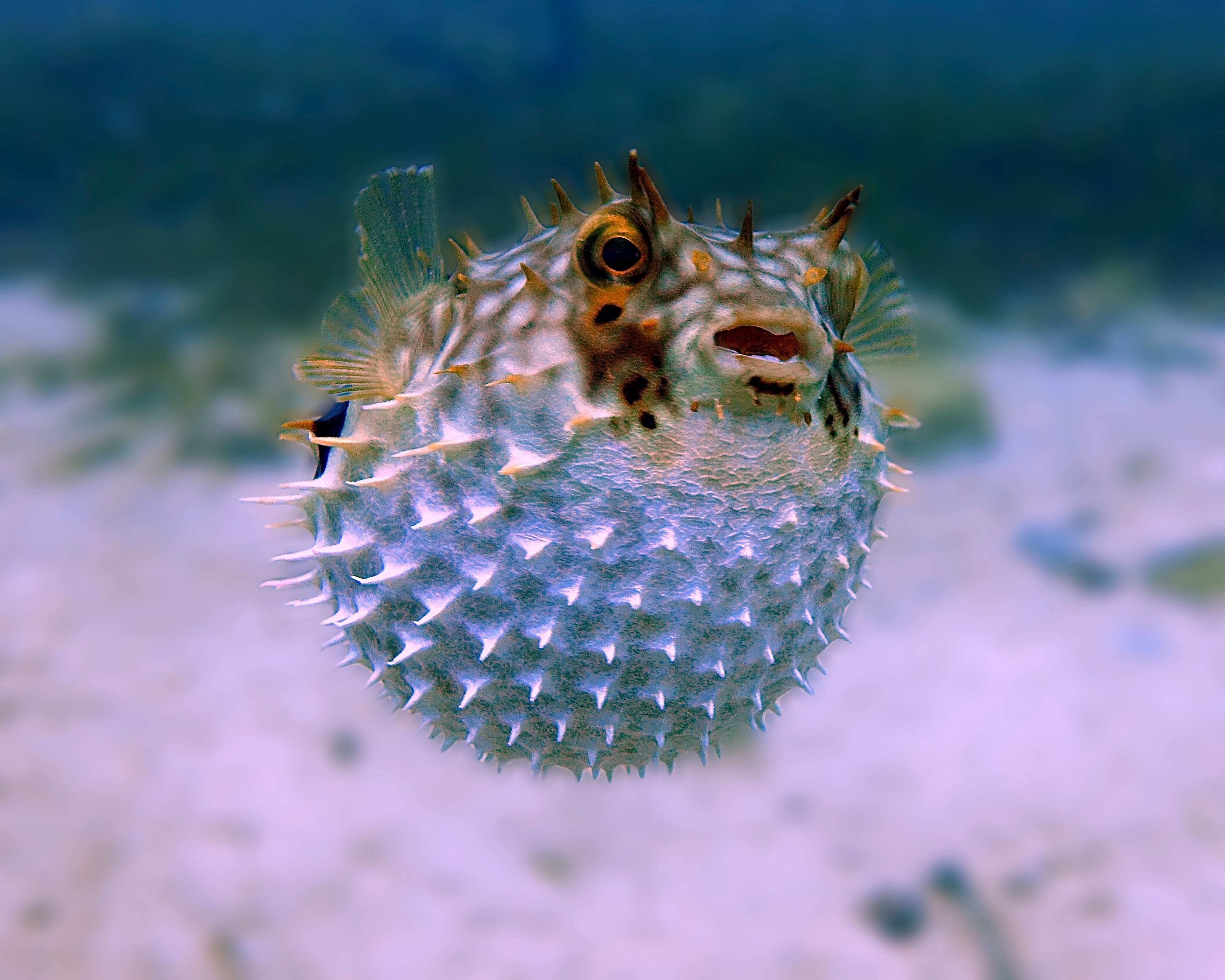 Pufferfish Menace: Ministry Takes Action!